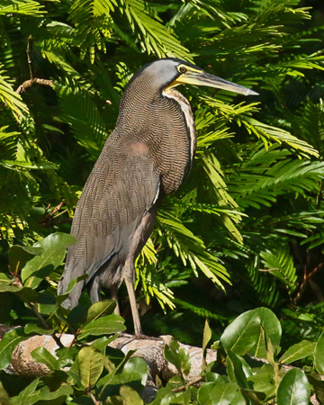 115 Tiger Heron 80D0127