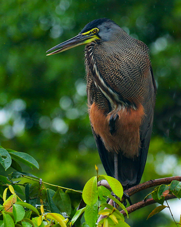 121 Tiger Heron 80D0174