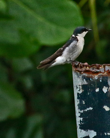 126 Blue and White Swallow 80D0548