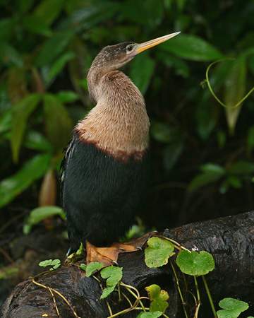 127 Female Anhinga 80D0311