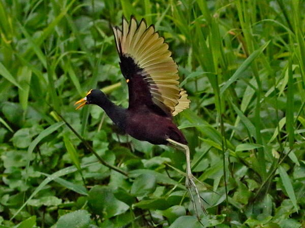 130 Northern Jacana 80D0296