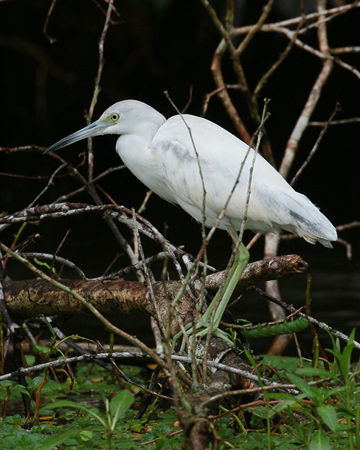 132 Little Blue Heron 80D0192