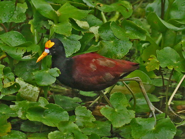 133 Northern Jacana 80D0284