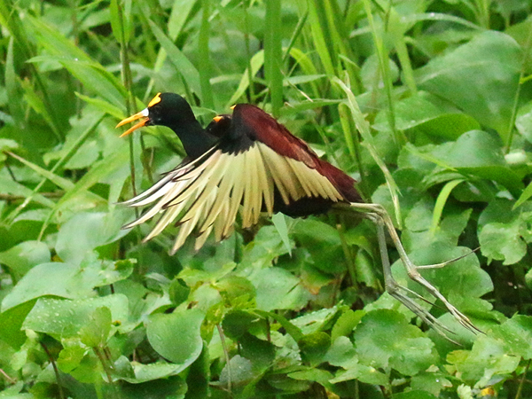 140 Northern Jacana 80D0295