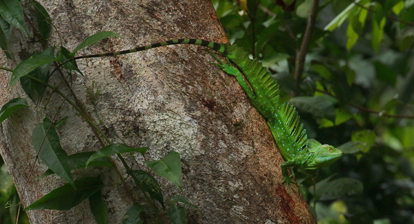 142 Basilisk Lizard 80D0357