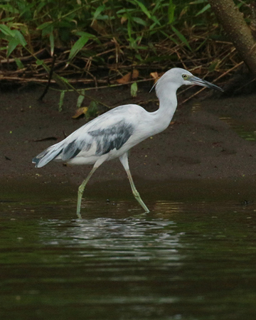 143 Little Blue Heron 80D0554