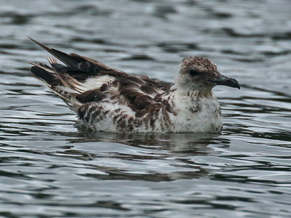 148 Juvenile Gull 80D0655