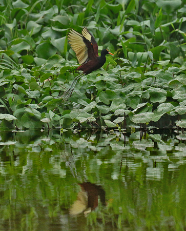 150 Northern Jacana 80D0340