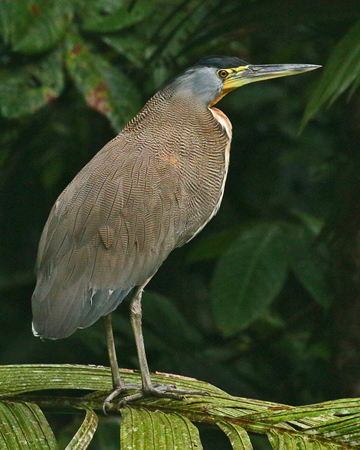 152 Tiger Heron 80D0321