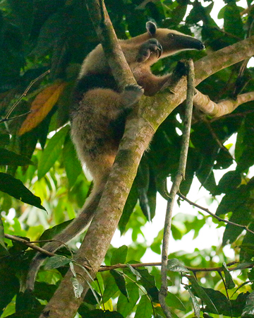 155 Tamandua (Ant Eater) 80D0805