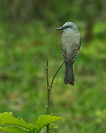 168 Flycatcher 80D0938