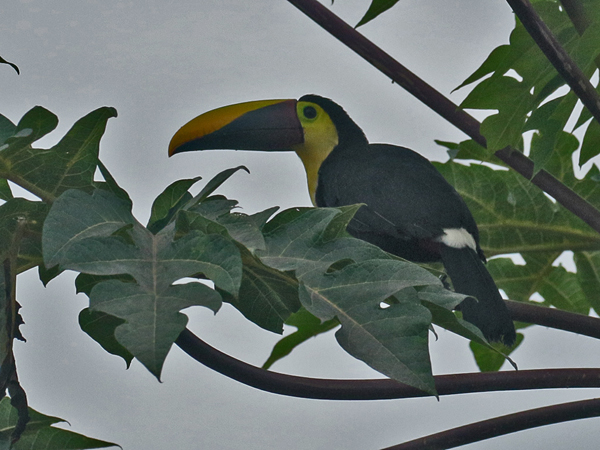 169 Black-mandibled Toucan 80D0948