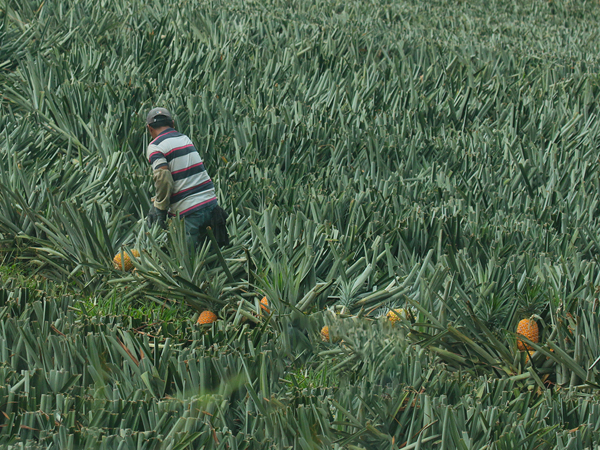 172 Harvesting Pinapples 80D0961