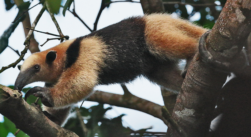 178 Tamandua (Ant Eater) 80D0767