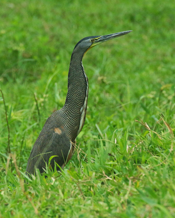 180 Tiger Heron 80D0944