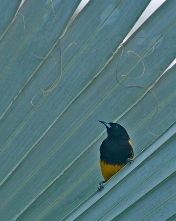 181 Black-cowled Oriole 80D0965