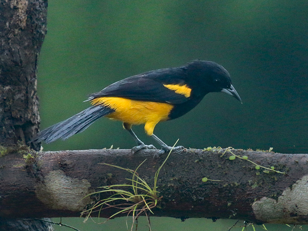 184 Black-cowled Oriole 80D1006