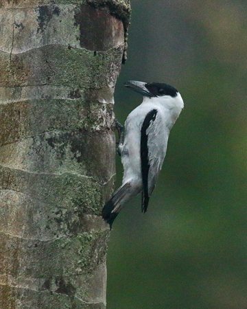 187 Black-crowned Titya 80D1036