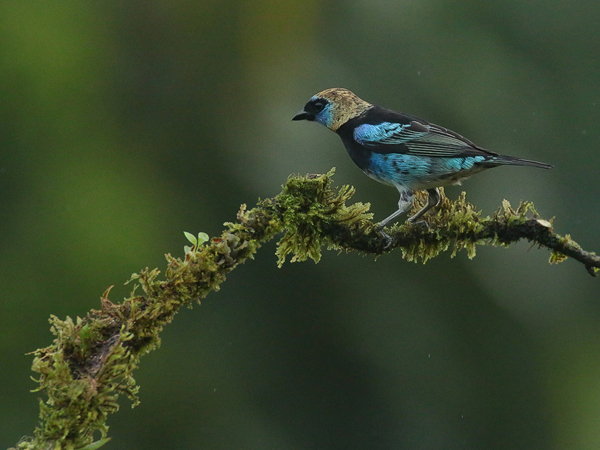 190 Golden-hooded Tanager 80D1128