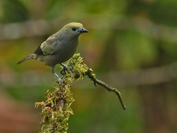 191 Black and Yellow Tanager 80D1171