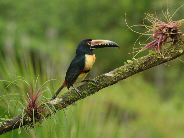 193 Collared Aracari 80D1231