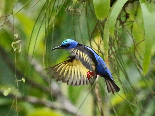 199 Male Red-legged Honeycreeper 80D1542