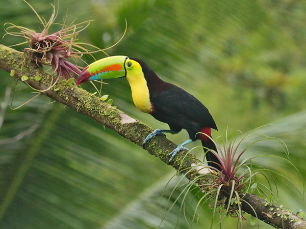 205 Keel Billed Toucan 80D1287