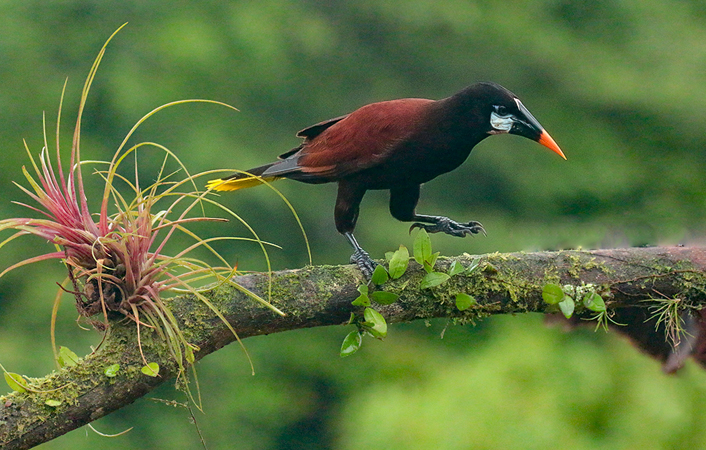 206 Montezuma Oropendola 80D1088