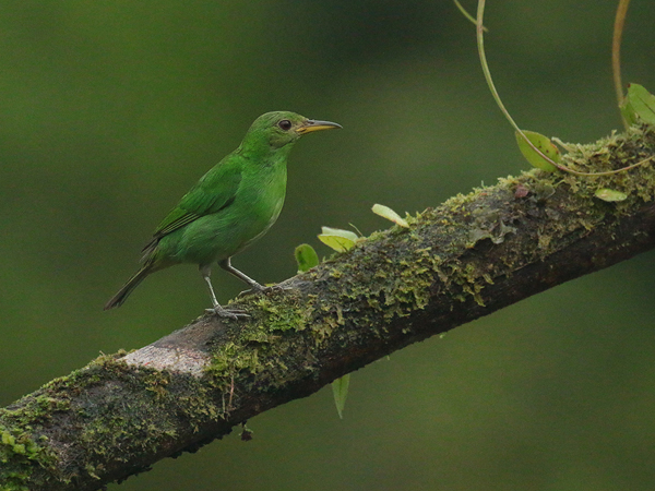 207 Female Green Honeycreeper 80D1091