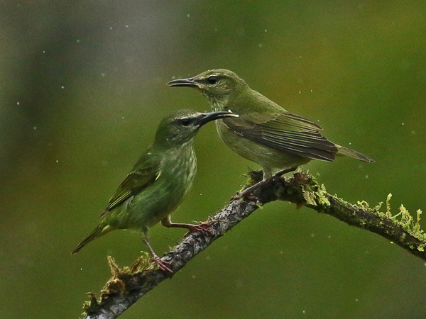 209 Green Honeycreepers 80D1206