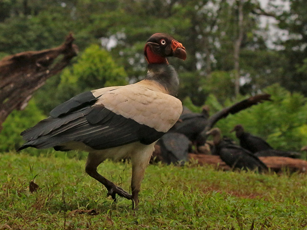 214 King Vulture 80D1368