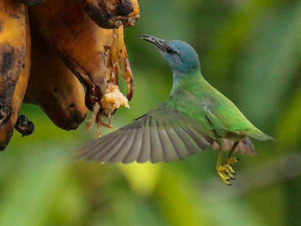 215 Female Shining Honeycreeper 80D1336