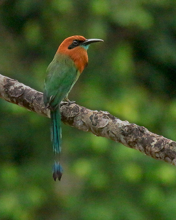 219 Broad-billed Motmot-b 80D1556