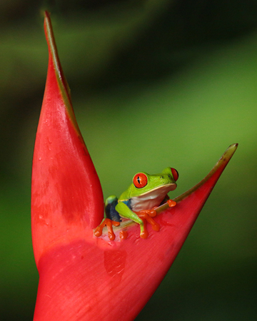 221 Red-eyed Treefrog 80D1968