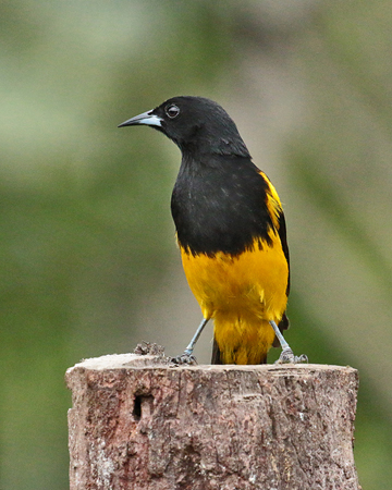 225 Black-cowled Oriole 80D2445