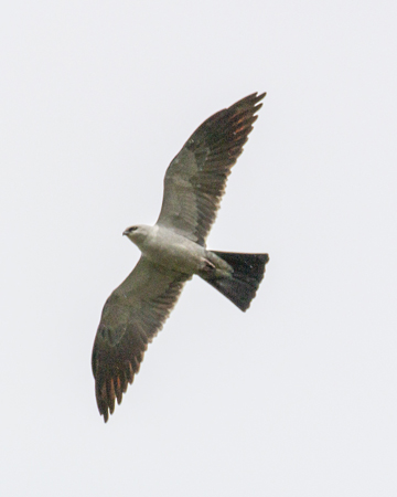 231 Mississippi Kite 80D2375