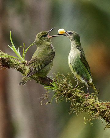 232 Red Legged Honeycreepers 80D2348