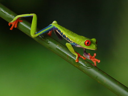 235 Red-eyed Treefrog 80D2002