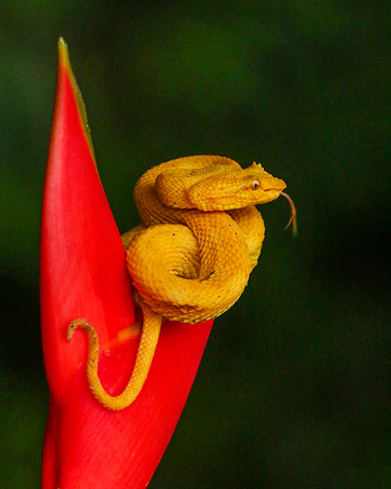 237 Yellow Eyelash Viper 80D2071