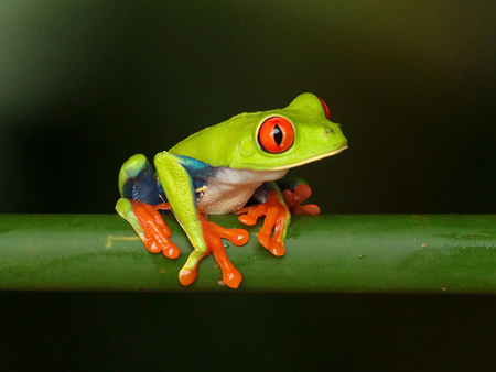 239 Red-eyed Treefrog 80D1988