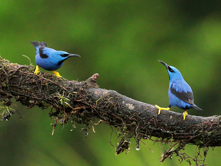 240 Male Shining Honeycreepers 80D1669