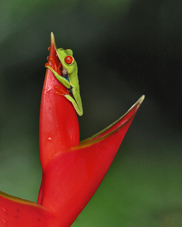 244 Red-eyed Treefrog 80D1978