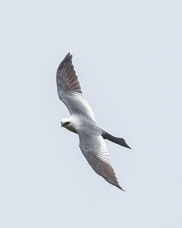 250 Mississippi Kite 80D2383