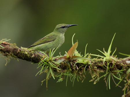 252 Red Legged Honeycreeper 80D2119