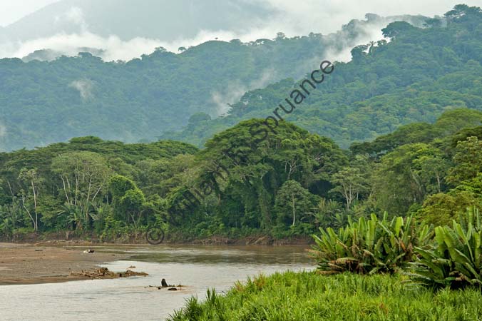 Tarcoles River 4U5B2418